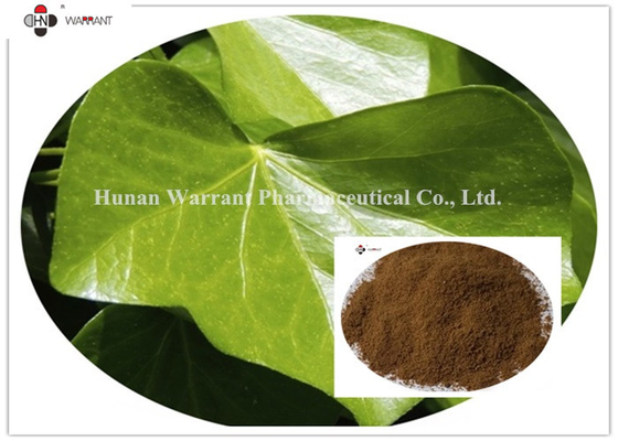 Hedera helix 20% Hederagenin  CAS 14216 03 6 Ivy Leaf Extract For Dry Cough Korea Registration license