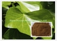 Brown Powder Hedera helix  Extract 20% Hederacoside Ivy leaf Dry Extract Korea Registration license