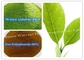 40% Polyphenols Green Tea Leaf Extract